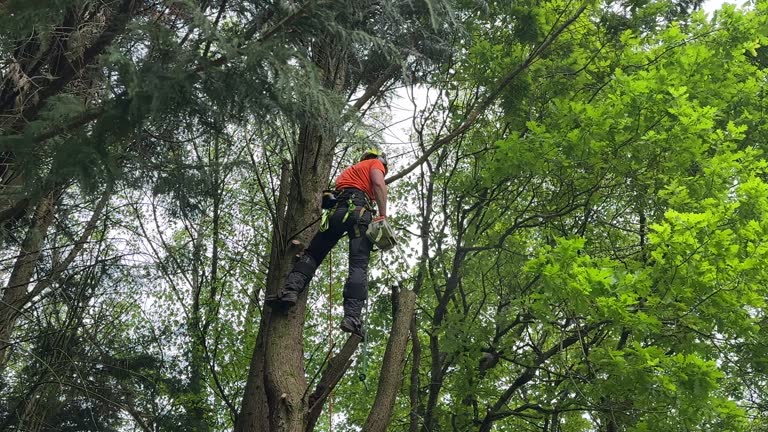 Reliable Greenport West, NY Tree Removal and Landscaping Services Solutions